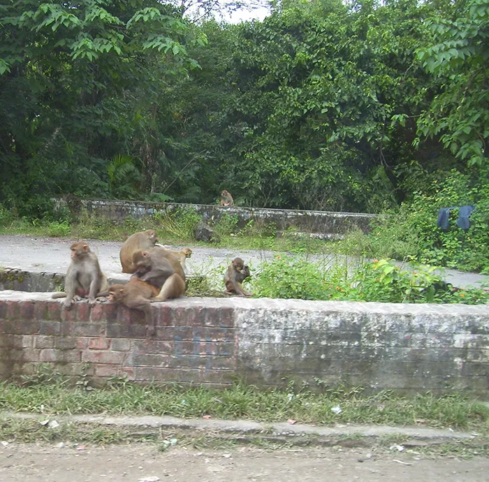 Morgan Island (Monkey Island), South Carolina