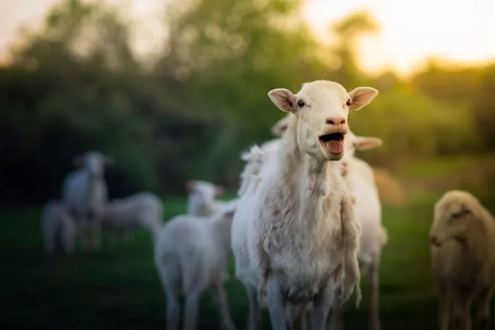 These Epic Photos Of Kids And Barnyard Animals Will Make You Wish You Grew Up On A Farm