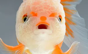 This Thai Photographer Captures Aquarium Fish Like No Other