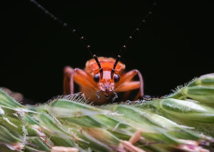 These Portraits Of Insects Will Make You Look At Them In A Whole New Light