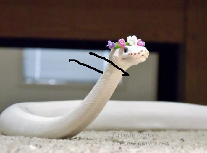 Lil Snek Dab