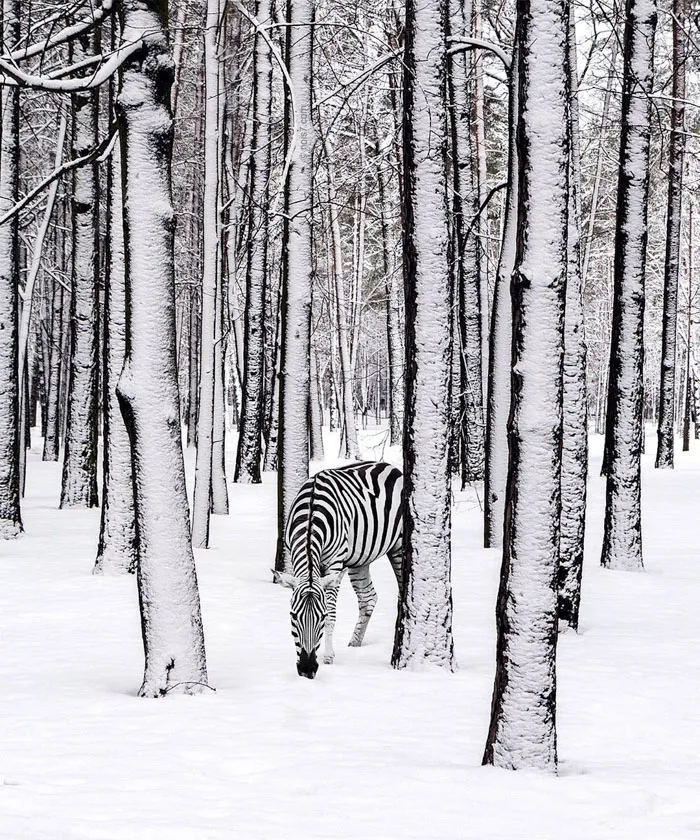 This Award-Winning Photographer Is Taking The Internet By Storm With His Surreal Photo Manipulations