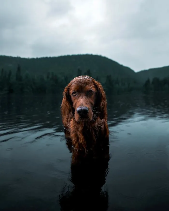 This Human And Dog Love Hiking Together In The Norwegian Wilderness, And Their Pics Are Absolutely Epic