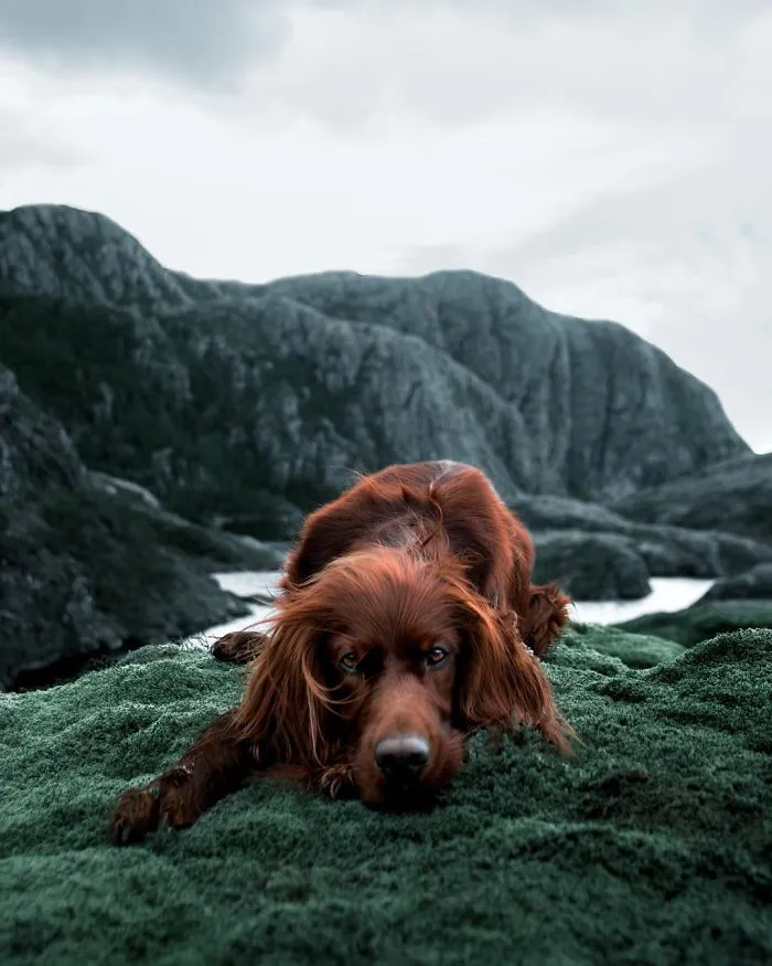 This Human And Dog Love Hiking Together In The Norwegian Wilderness, And Their Pics Are Absolutely Epic