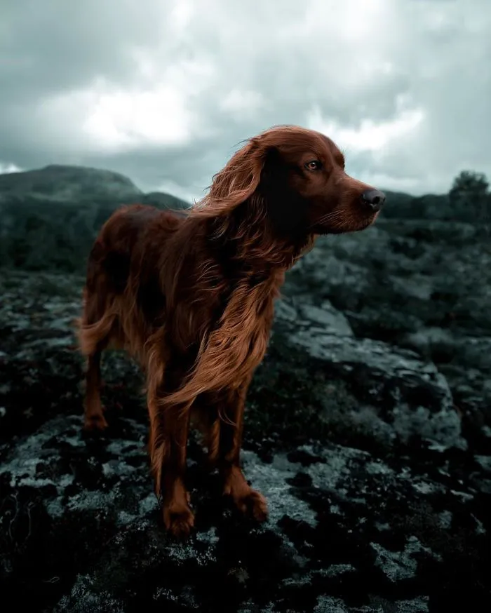 This Human And Dog Love Hiking Together In The Norwegian Wilderness, And Their Pics Are Absolutely Epic