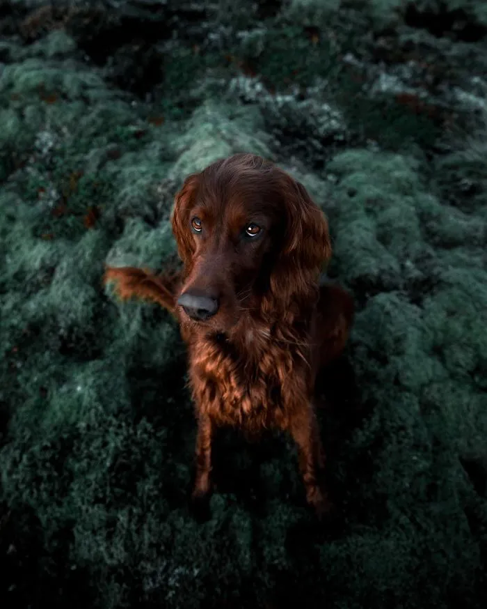 This Human And Dog Love Hiking Together In The Norwegian Wilderness, And Their Pics Are Absolutely Epic