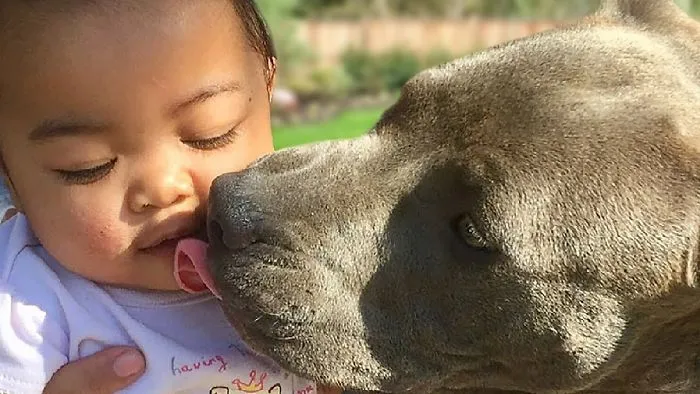 Cute And Funny Pit Bull And Baby Compilation New