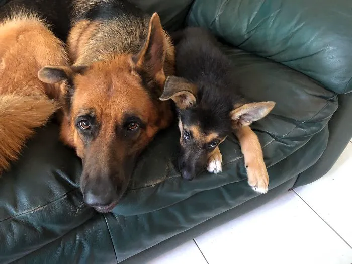 Este cachorrito adoptado no puede levantar la oreja derecha. Le pasa lo mismo a mi pastor alemán de 3 años
