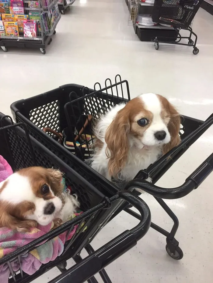 My Dog, Flirt (Left) Found Her Doppelgänger!