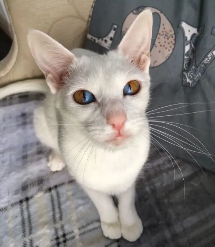 Odd Eyed Olive