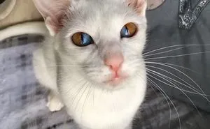 Odd Eyed Olive