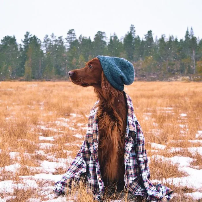 This Human And Dog Love Hiking Together In The Norwegian Wilderness, And Their Pics Are Absolutely Epic