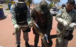 Big Snake Was Rescued From Inside The Sewage Channel