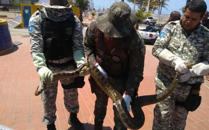 Big Snake Was Rescued From Inside The Sewage Channel