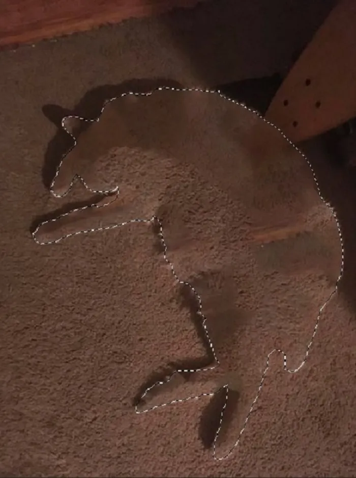#24 Invisible Cat