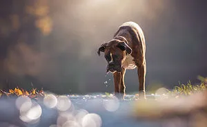 The Adventures Of Strawberry The Boxer