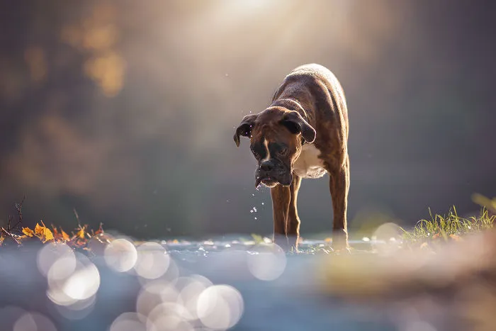 The Adventures Of Strawberry The Boxer