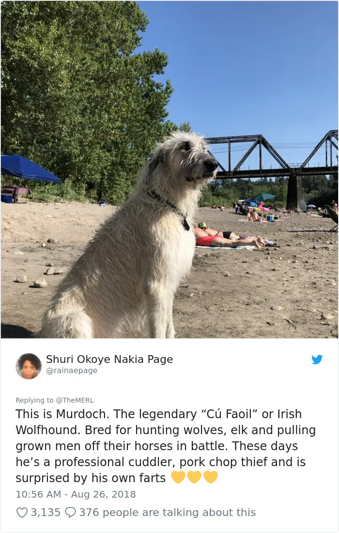 186 Dogs That Were Bred For One Job Only Succeeding In Doing Everything But That