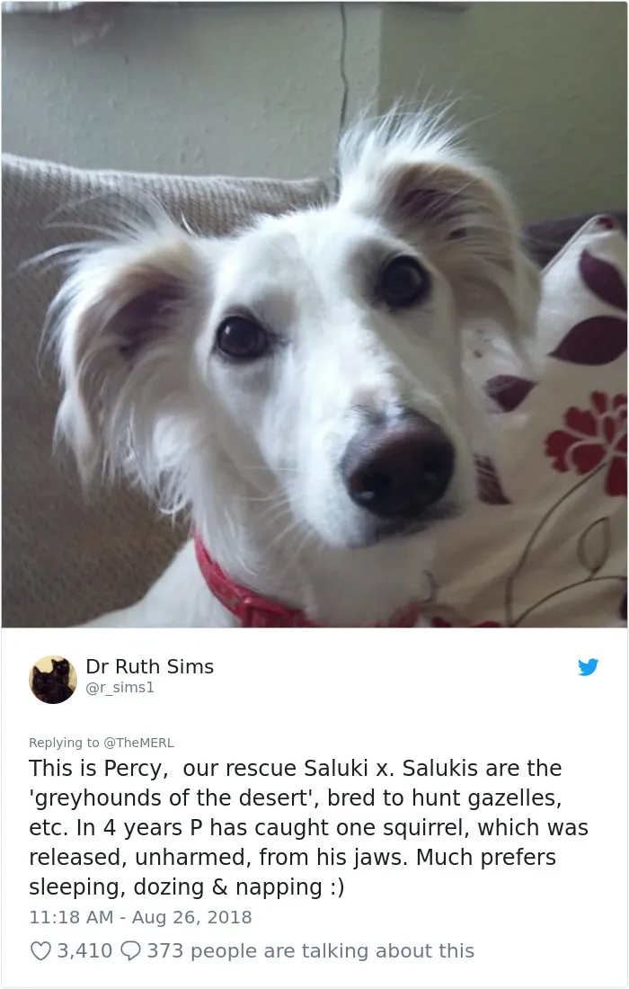 186 Dogs That Were Bred For One Job Only Succeeding In Doing Everything But That