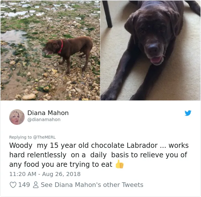 186 Dogs That Were Bred For One Job Only Succeeding In Doing Everything But That