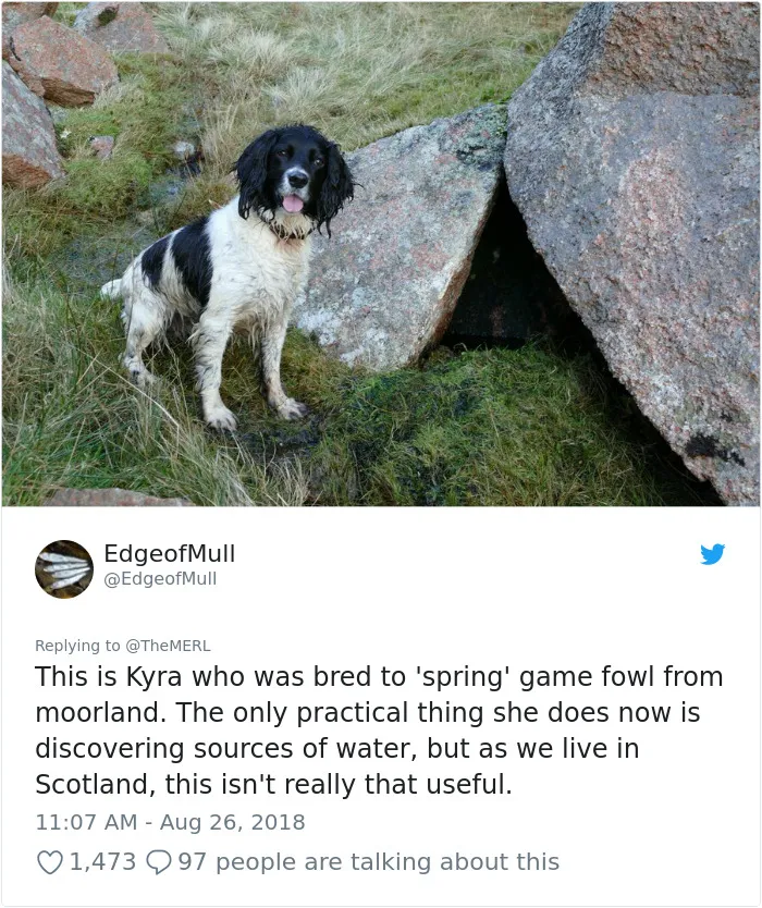 186 Dogs That Were Bred For One Job Only Succeeding In Doing Everything But That