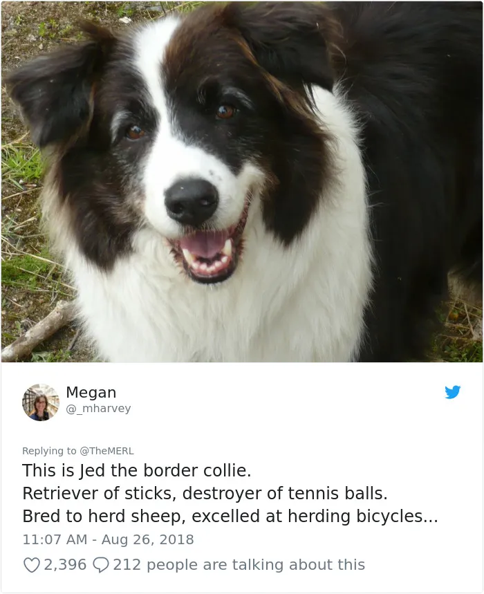 186 Dogs That Were Bred For One Job Only Succeeding In Doing Everything But That
