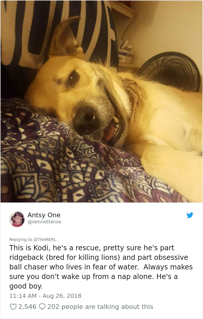 186 Dogs That Were Bred For One Job Only Succeeding In Doing Everything But That
