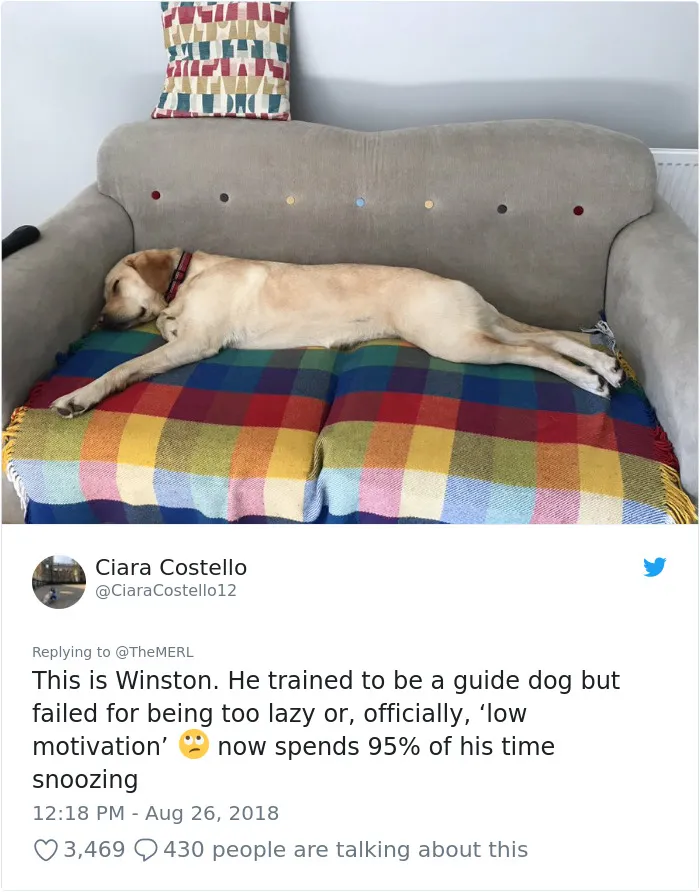 186 Dogs That Were Bred For One Job Only Succeeding In Doing Everything But That
