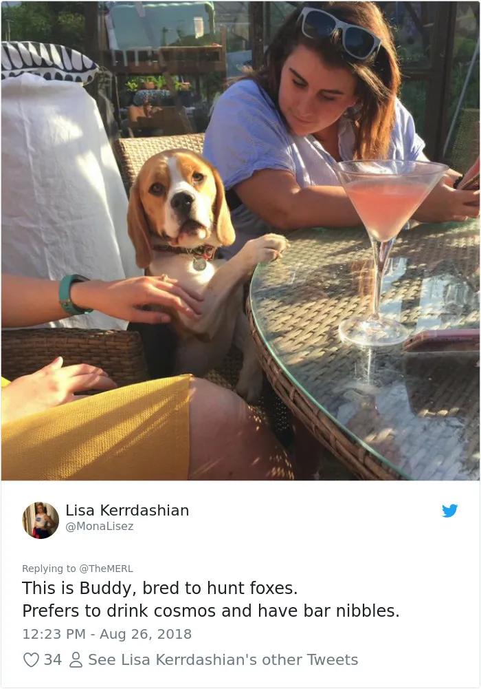 186 Dogs That Were Bred For One Job Only Succeeding In Doing Everything But That