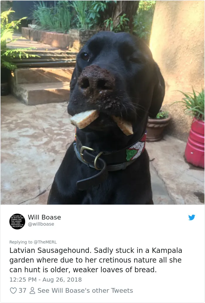 186 Dogs That Were Bred For One Job Only Succeeding In Doing Everything But That