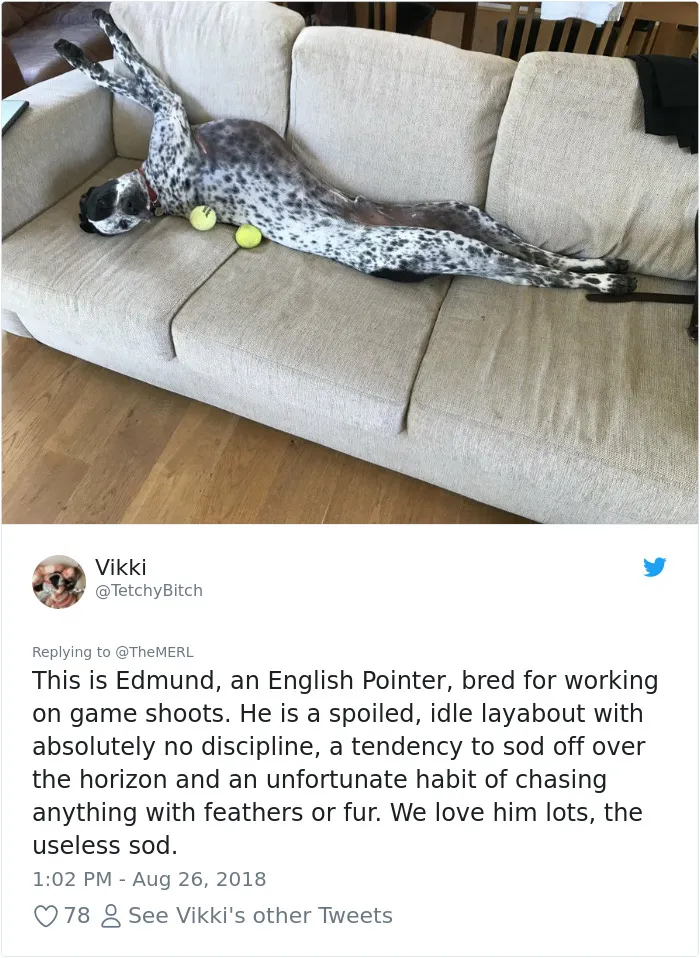 186 Dogs That Were Bred For One Job Only Succeeding In Doing Everything But That