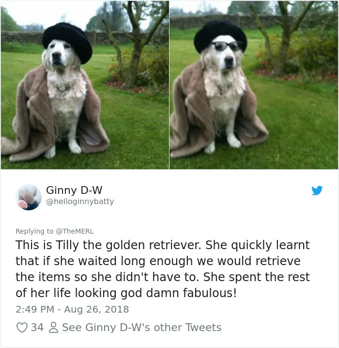 186 Dogs That Were Bred For One Job Only Succeeding In Doing Everything But That