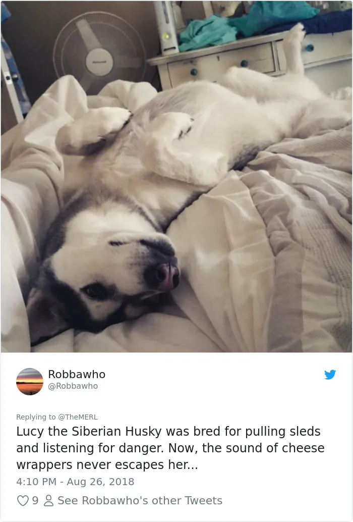 186 Dogs That Were Bred For One Job Only Succeeding In Doing Everything But That