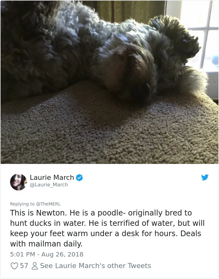 186 Dogs That Were Bred For One Job Only Succeeding In Doing Everything But That