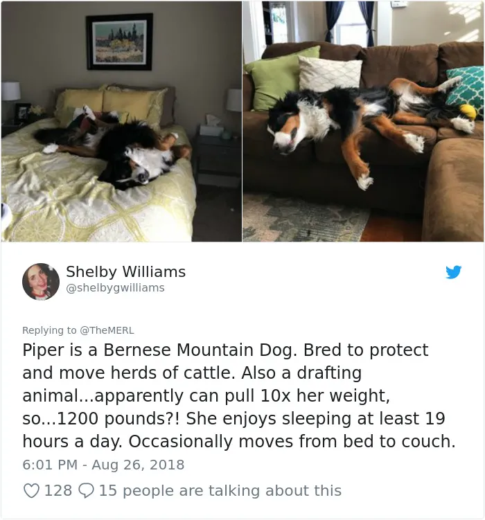 186 Dogs That Were Bred For One Job Only Succeeding In Doing Everything But That