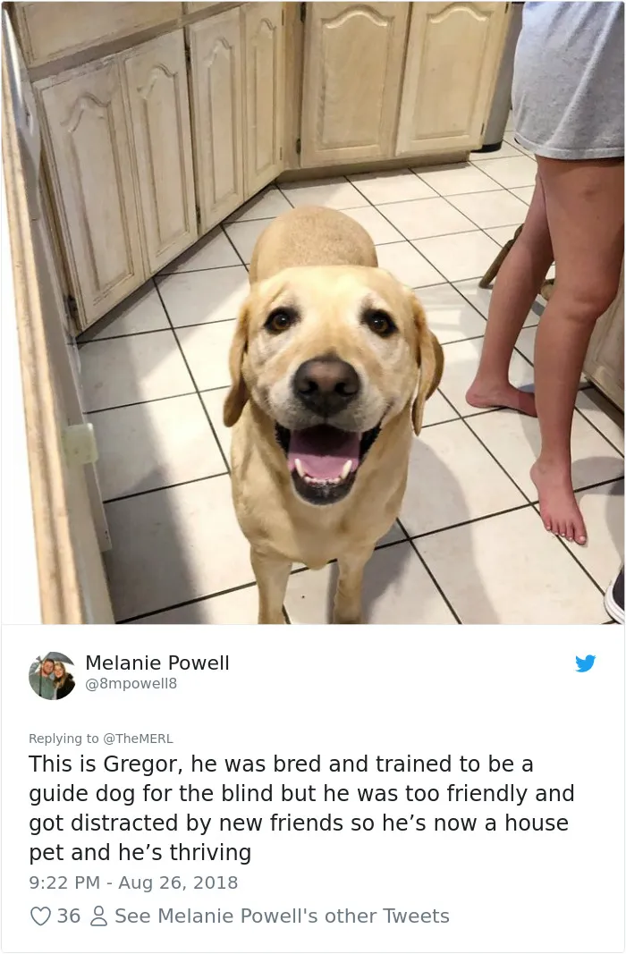186 Dogs That Were Bred For One Job Only Succeeding In Doing Everything But That
