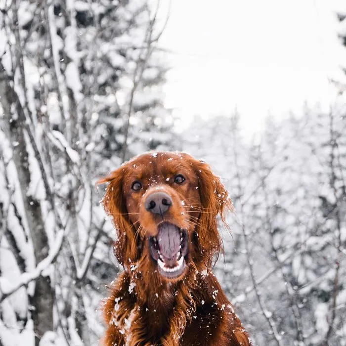 This Human And Dog Love Hiking Together In The Norwegian Wilderness, And Their Pics Are Absolutely Epic