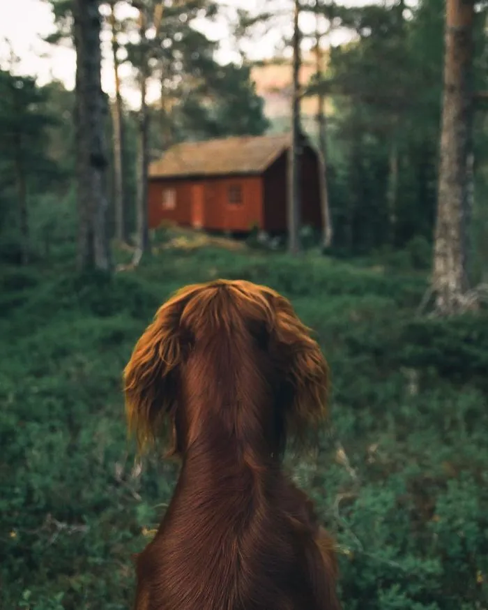 This Human And Dog Love Hiking Together In The Norwegian Wilderness, And Their Pics Are Absolutely Epic