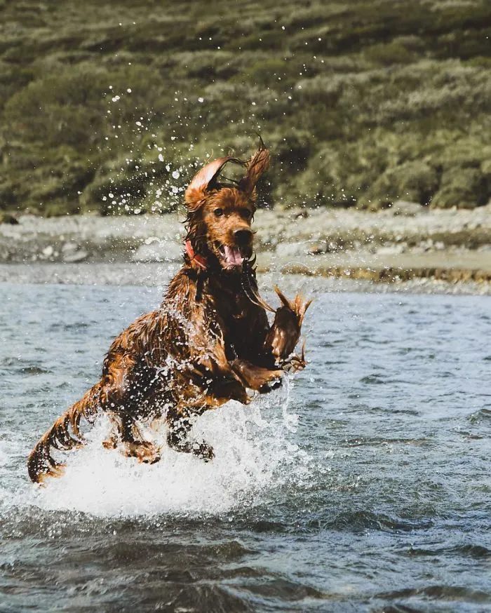 This Human And Dog Love Hiking Together In The Norwegian Wilderness, And Their Pics Are Absolutely Epic