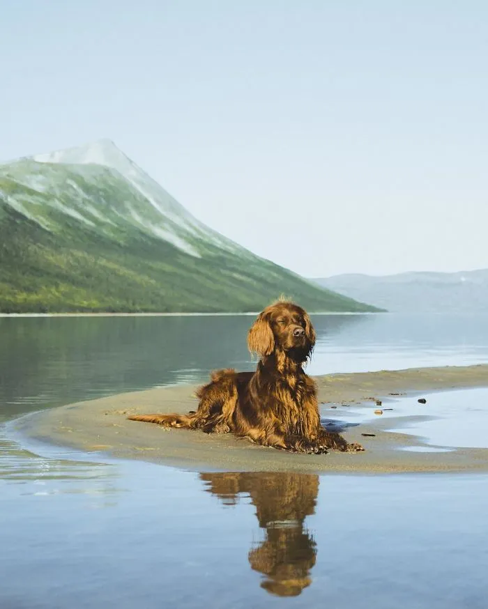 This Human And Dog Love Hiking Together In The Norwegian Wilderness, And Their Pics Are Absolutely Epic