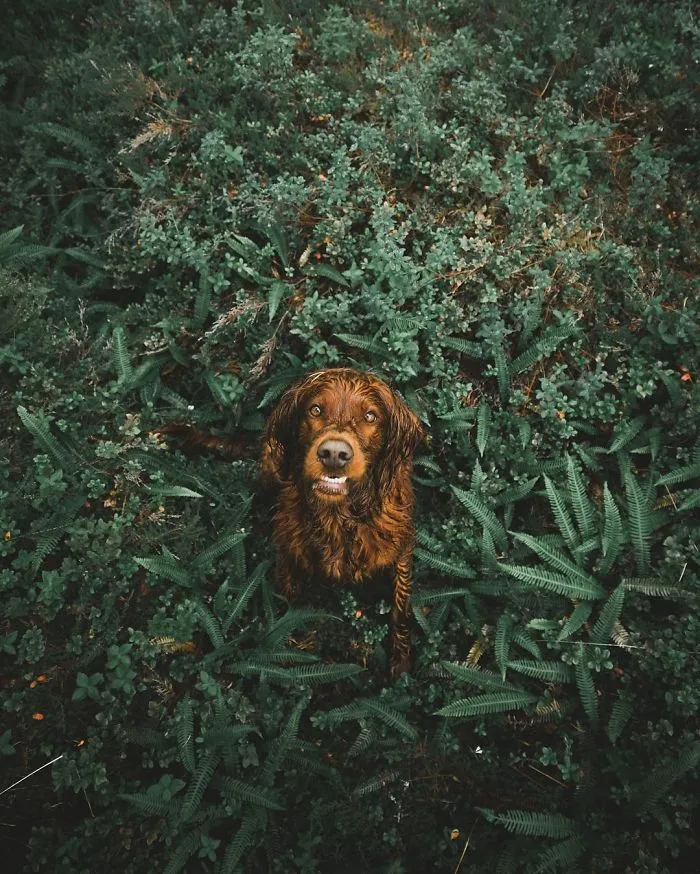 This Human And Dog Love Hiking Together In The Norwegian Wilderness, And Their Pics Are Absolutely Epic