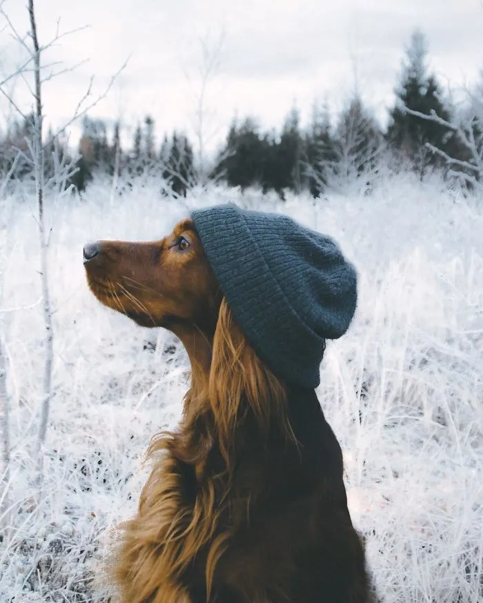 This Human And Dog Love Hiking Together In The Norwegian Wilderness, And Their Pics Are Absolutely Epic