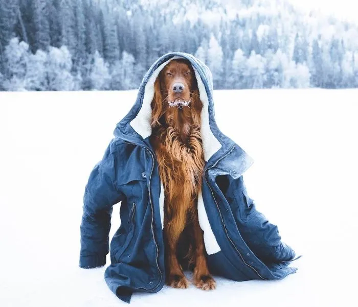 This Human And Dog Love Hiking Together In The Norwegian Wilderness, And Their Pics Are Absolutely Epic