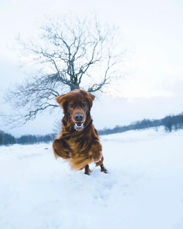 This Human And Dog Love Hiking Together In The Norwegian Wilderness, And Their Pics Are Absolutely Epic