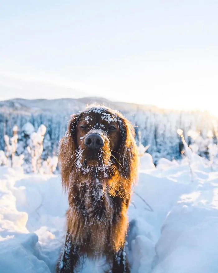 This Human And Dog Love Hiking Together In The Norwegian Wilderness, And Their Pics Are Absolutely Epic
