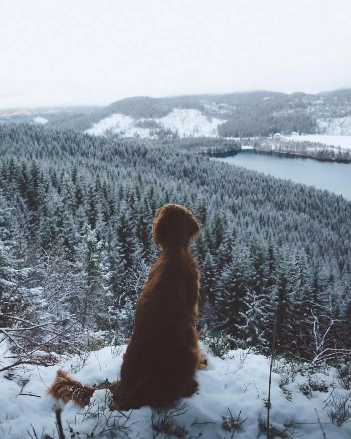 This Human And Dog Love Hiking Together In The Norwegian Wilderness, And Their Pics Are Absolutely Epic
