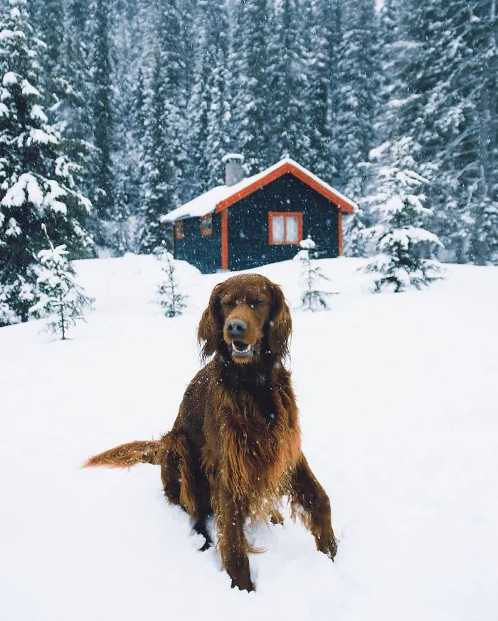 This Human And Dog Love Hiking Together In The Norwegian Wilderness, And Their Pics Are Absolutely Epic