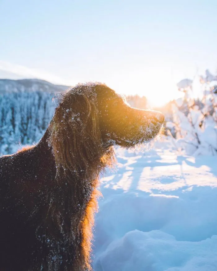 This Human And Dog Love Hiking Together In The Norwegian Wilderness, And Their Pics Are Absolutely Epic