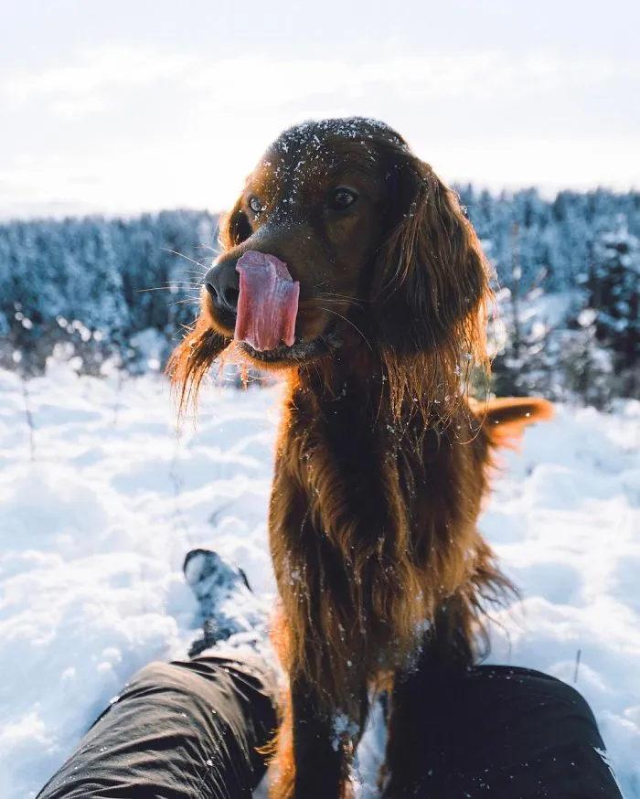This Human And Dog Love Hiking Together In The Norwegian Wilderness, And Their Pics Are Absolutely Epic