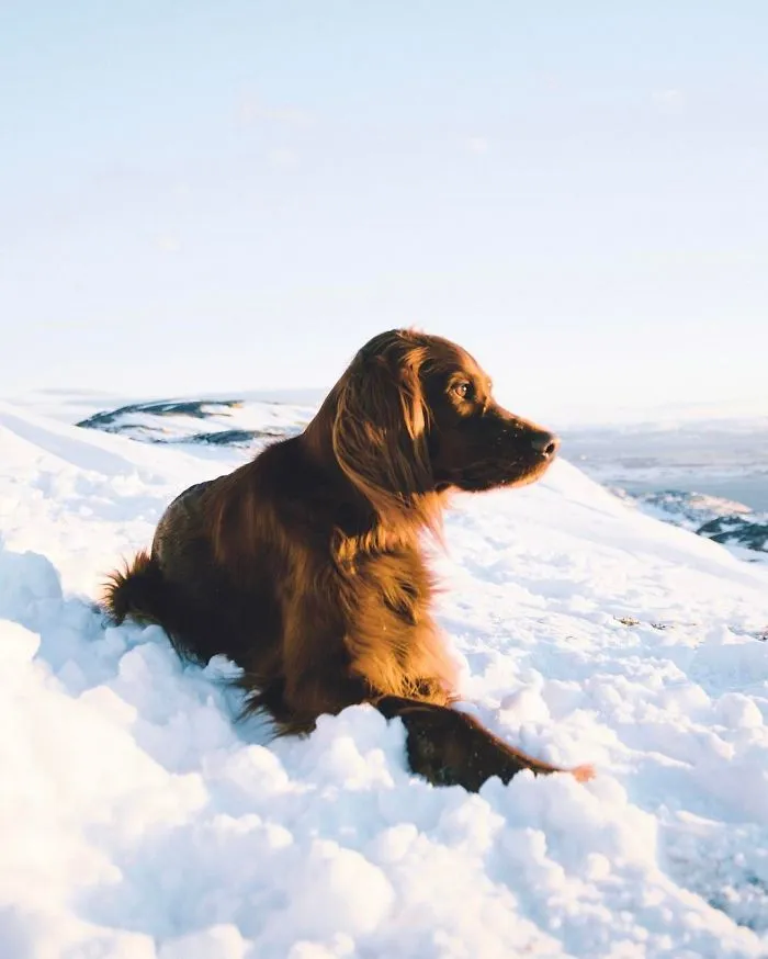 This Human And Dog Love Hiking Together In The Norwegian Wilderness, And Their Pics Are Absolutely Epic